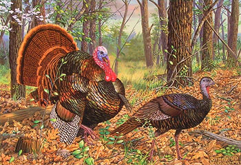 "Beauty And The Feast" - Wild Turkeys by artist Randy McGovern