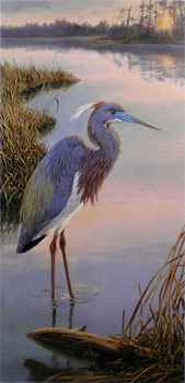 "Evening Ease" - Tricolored Heron by wildlife artist Randy McGovern