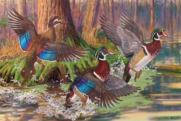 "Splash of Color" - Wood Ducks by Randy McGovern