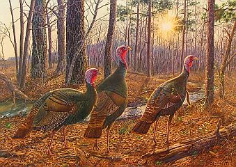 "Wise Guys" - Wild Turkeys by wildlife artist Randy McGovern